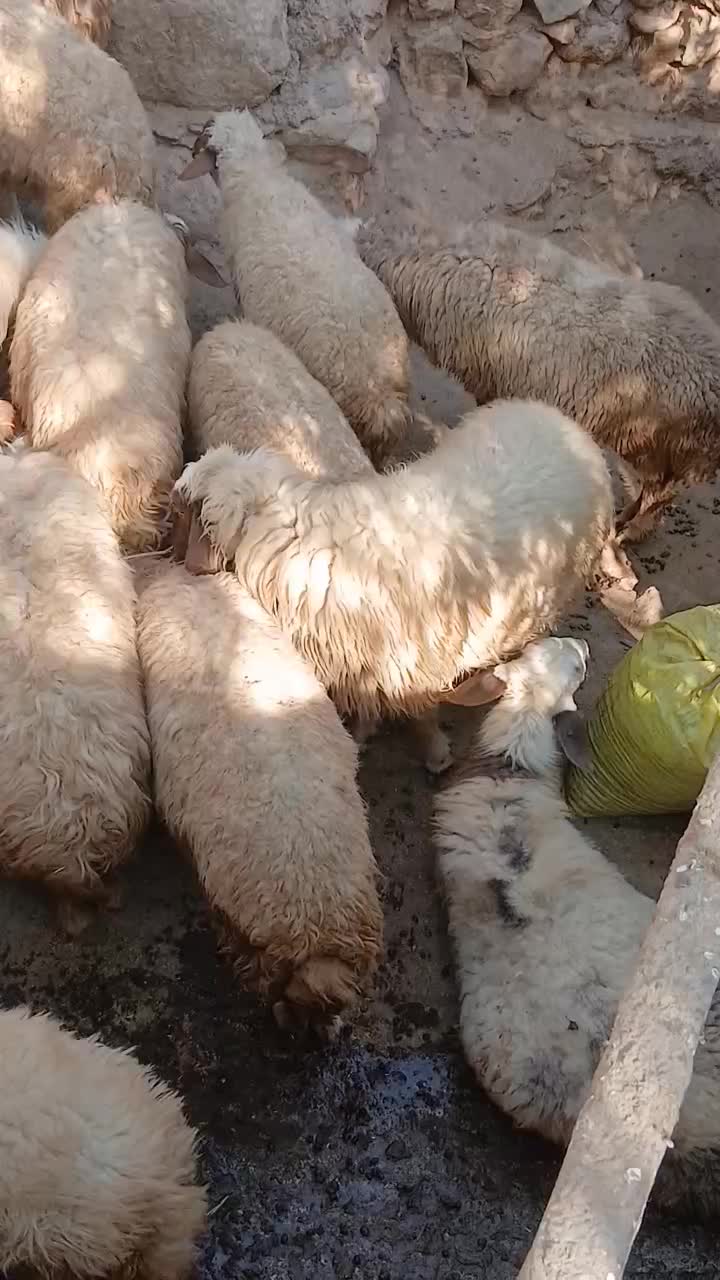 شک سنجابی اصیل|حیوانات مزرعه|سیروان, |دیوار