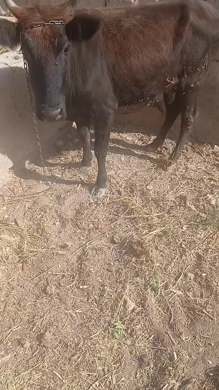 گاو محلی|حیوانات مزرعه|شاهرود, |دیوار