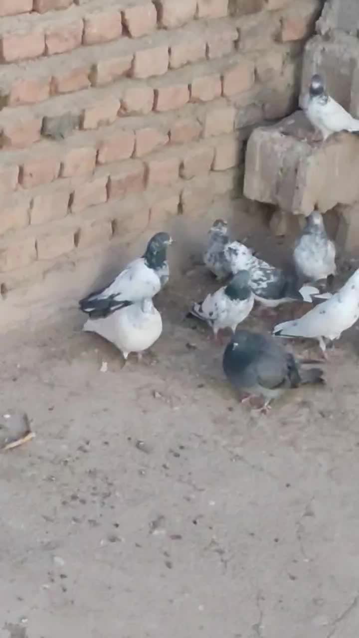 تهرانی به شرط|پرنده|میرجاوه, |دیوار