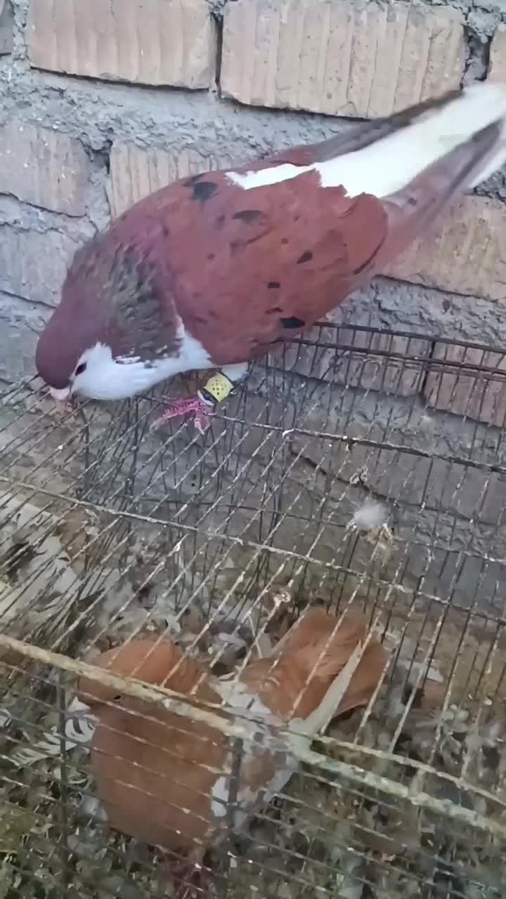 شهری سرور یال ارج دار دوتاش جوون هوایی|پرنده|شیراز, شهدای شهرک سعدی|دیوار