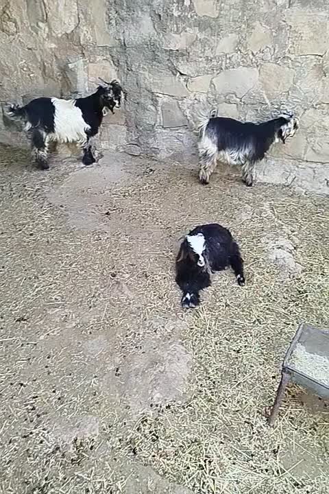 بیگ گل داری|حیوانات مزرعه|لالی, |دیوار