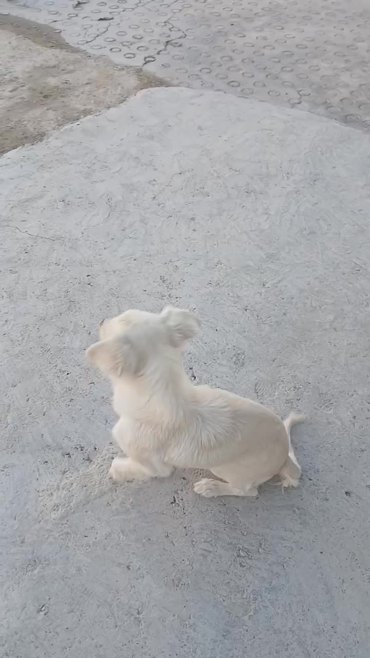 سگ پاسی خانگی|سگ|لردگان, |دیوار