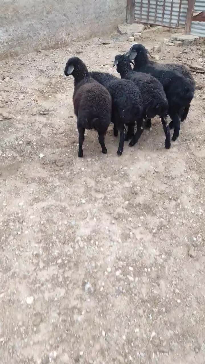 گوسفند بره ماده و نر|حیوانات مزرعه|بشاریات, |دیوار