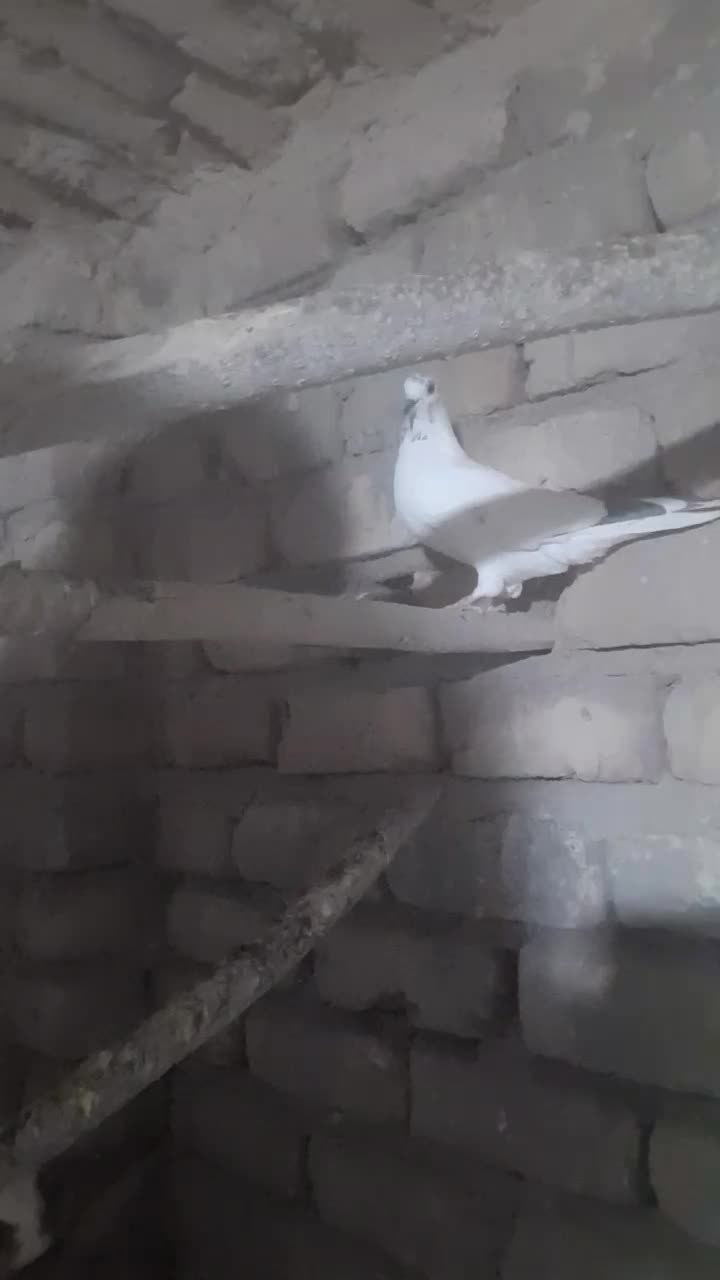 کبوتر ماده پرشی|پرنده|قم, آزادگان|دیوار