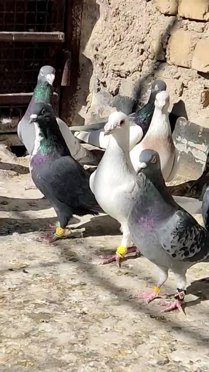 کبوتر|پرنده|شیراز, سعدیه شمالی|دیوار