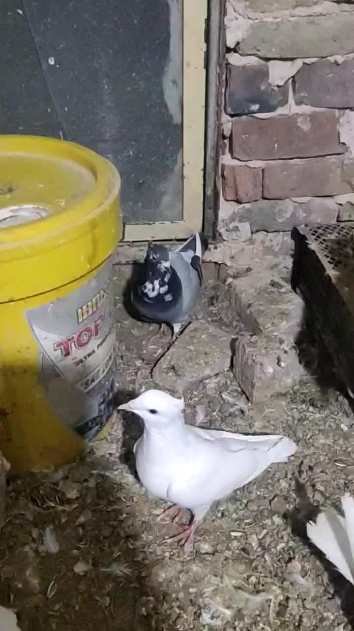 سبز و سفید جوجه سرونج زرد هردو جوجه یک اغول جفت نر|پرنده|میان جلگه, |دیوار