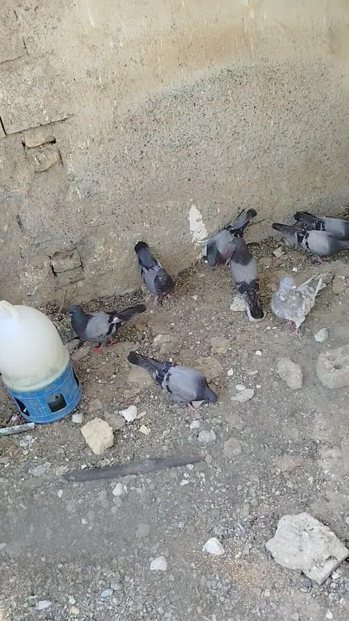 سبز|پرنده|پارسآباد, |دیوار