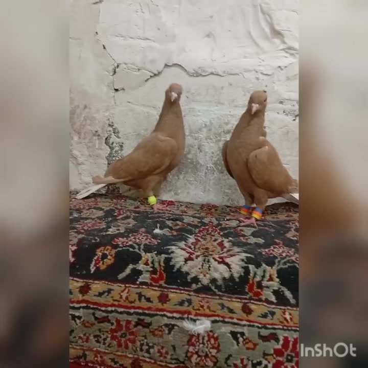 زدمسفید|پرنده|مشهد, اروند|دیوار