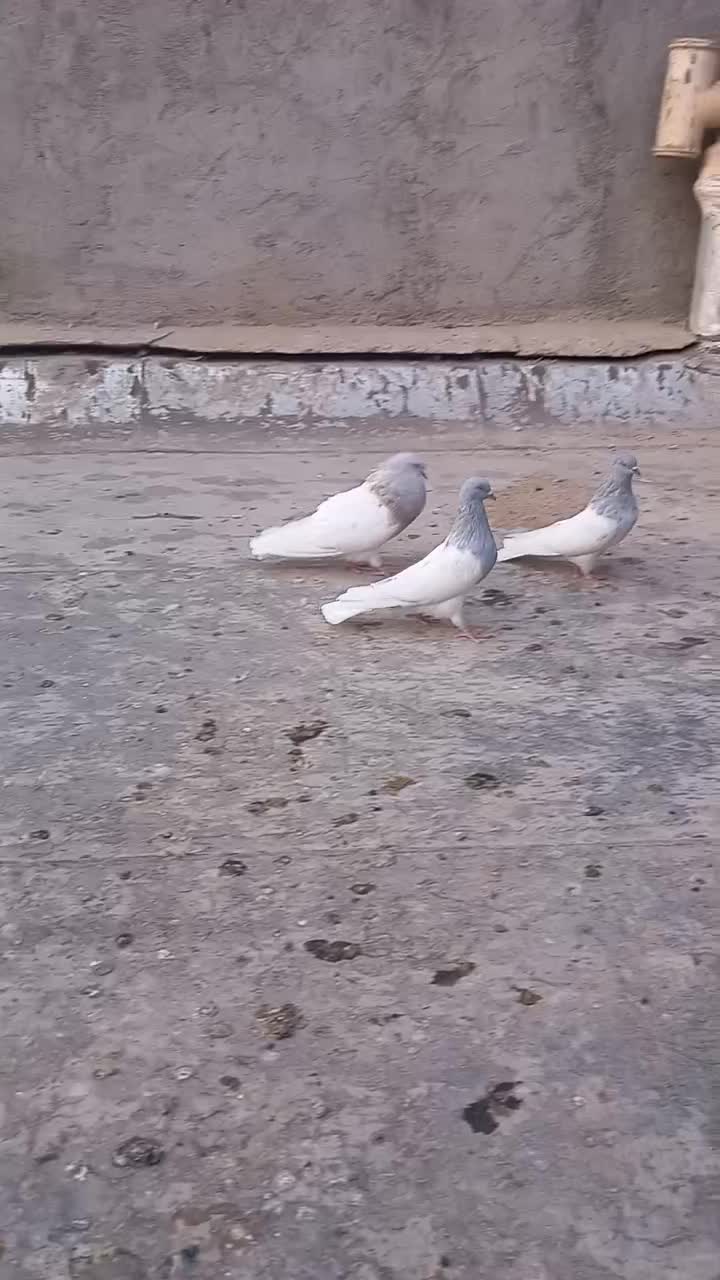 کبوتر کله دار|پرنده|خسروشاه, |دیوار