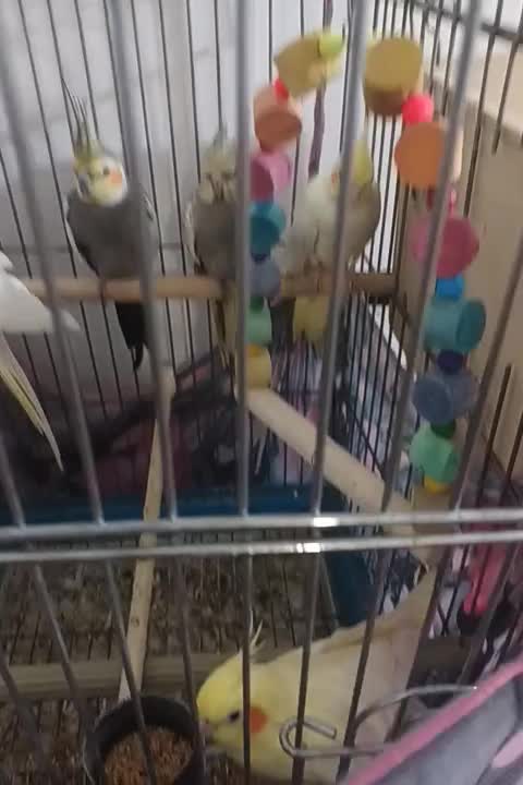 عروس هلندی|پرنده|بومهن, |دیوار