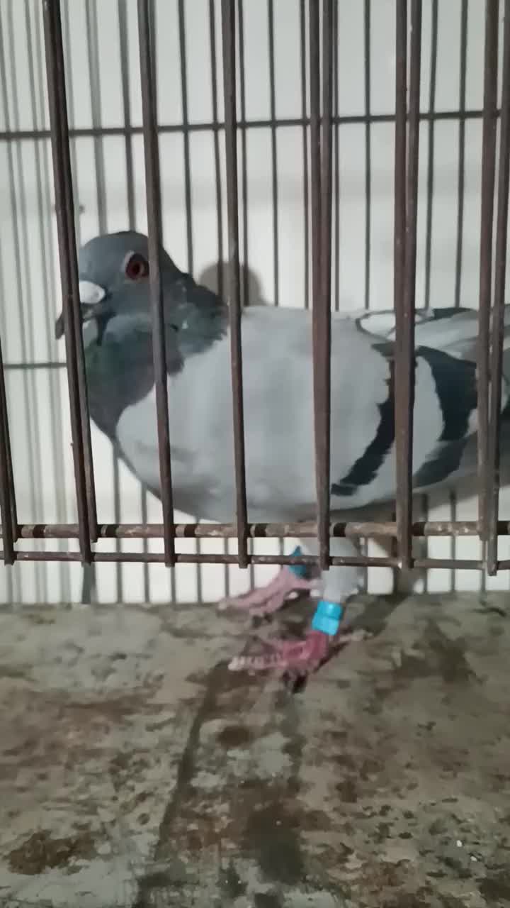 کبوتر|پرنده|محمدیه-قزوین, |دیوار