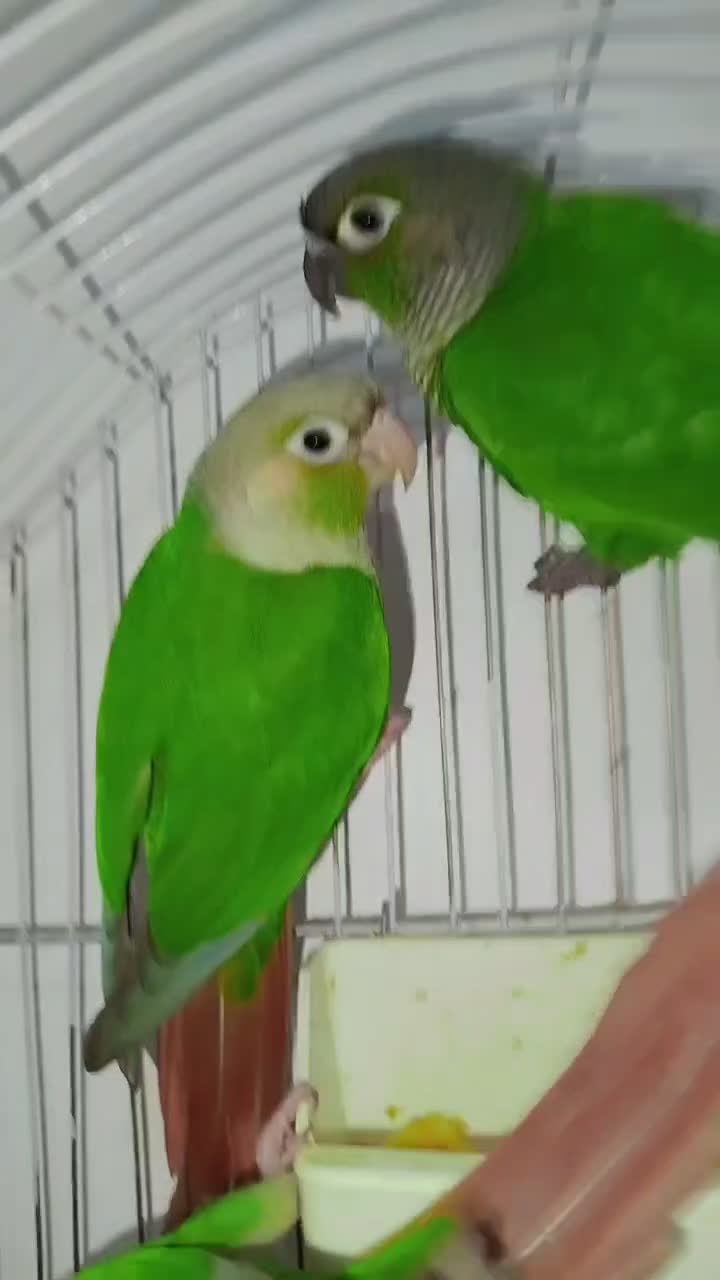 گرینچیک ، دستی|پرنده|هشتگرد, مدرس|دیوار