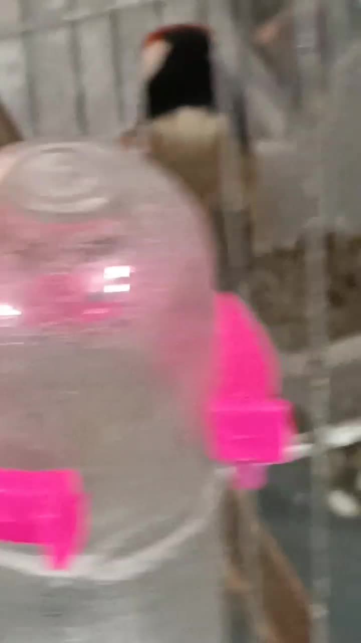 سهره چهارعدد|پرنده|ری, شهادت|دیوار