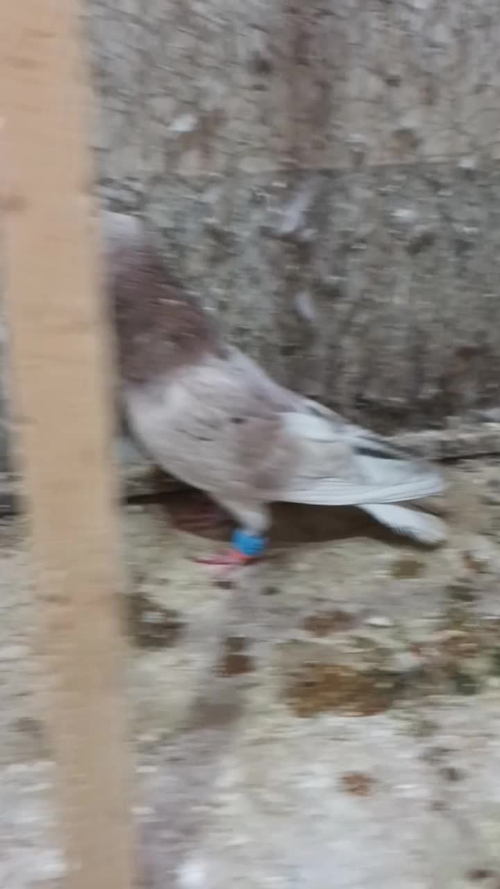 هفرنگ|پرنده|سبزوار, هویزه|دیوار