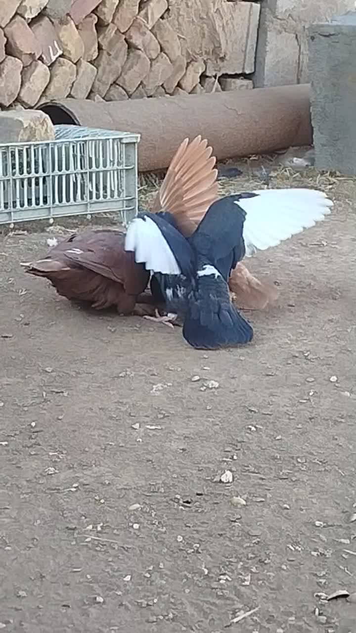 جفت گلی دم سفیدمادش زردبا ماده پلنگ حق|پرنده|رفسنجان, |دیوار