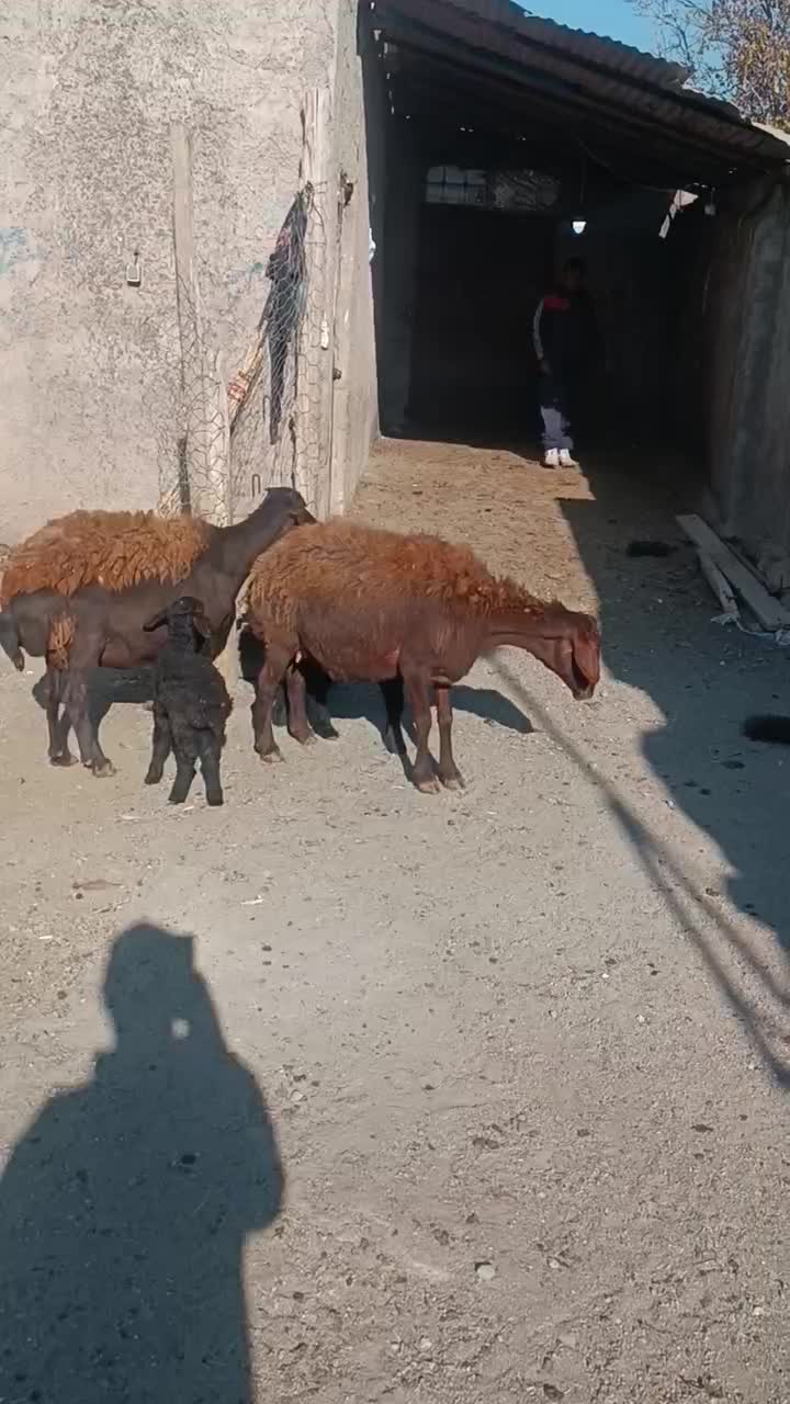 میش بره دار|حیوانات مزرعه|اقبالیه, |دیوار