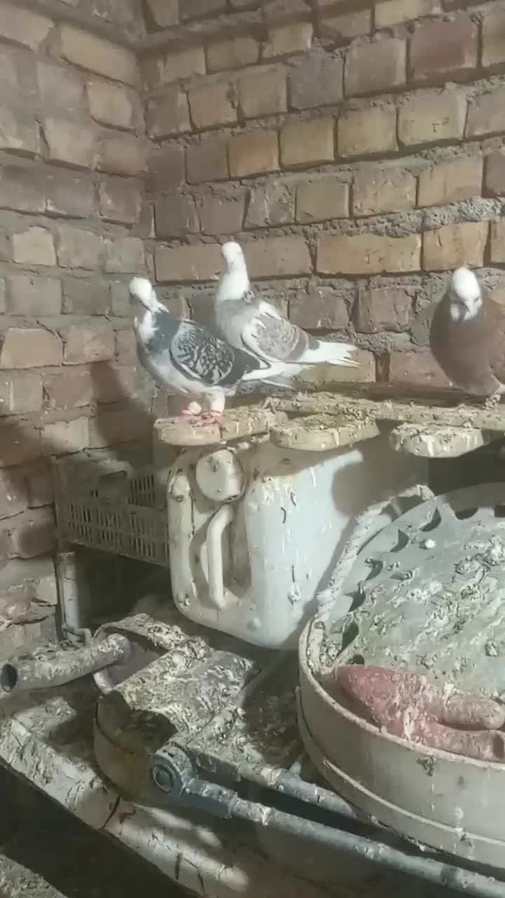 کفتر پرشی|پرنده|نیشابور, ده حلاج|دیوار