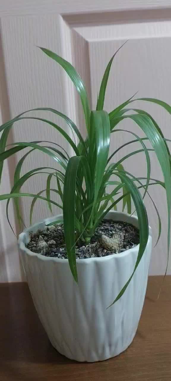 گل گندمی به همراه گلدان سرامیکی|گل و گیاه طبیعی|رشت, حمیدیان|دیوار