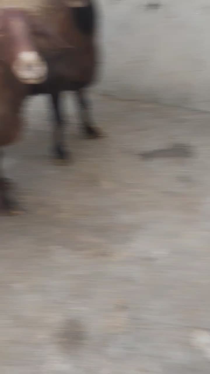 گوسفند زنده|حیوانات مزرعه|دورود, |دیوار