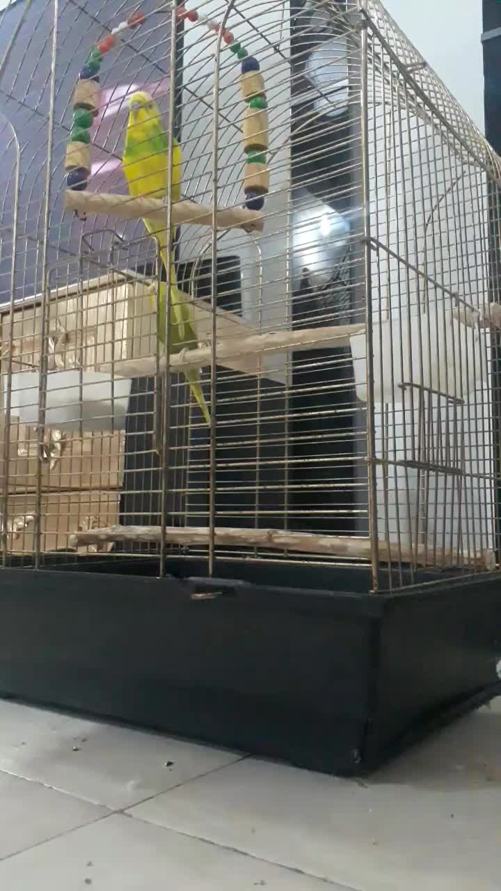 مرغ عشق رام سخنگو|پرنده|رشت, بازار|دیوار