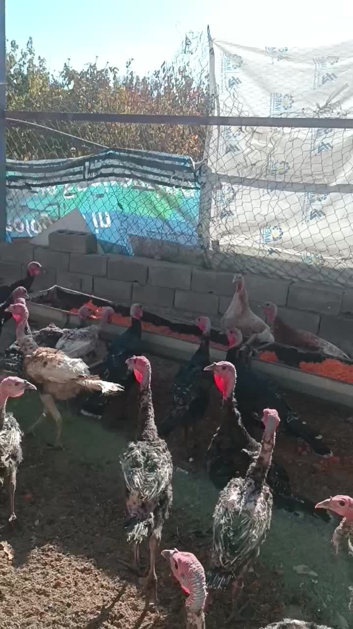 65 عدد بوقلمون برنز امریکا 4 ماه و نیم|حیوانات مزرعه|اسلام‌شهر, چیچکلو|دیوار