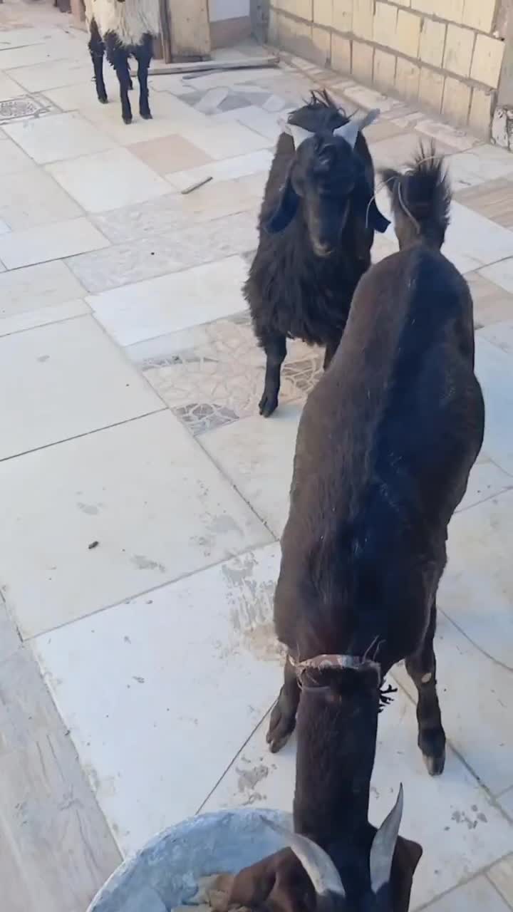 بز غاله نر|حیوانات مزرعه|سراوان, |دیوار