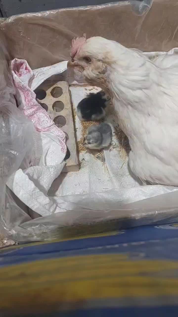 مرغ و ۱۹ عدد جوجه یک روزه|حیوانات مزرعه|ایذه, |دیوار