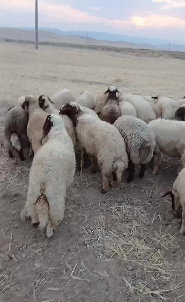 بره|حیوانات مزرعه|کرمانشاه, |دیوار