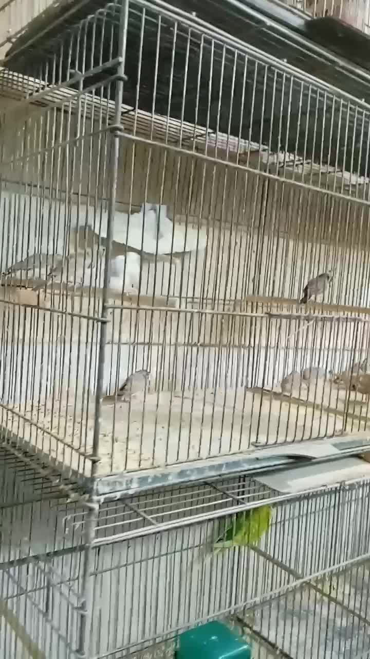 فنچ 15عدد|پرنده|قیامدشت - خاورشهر, |دیوار