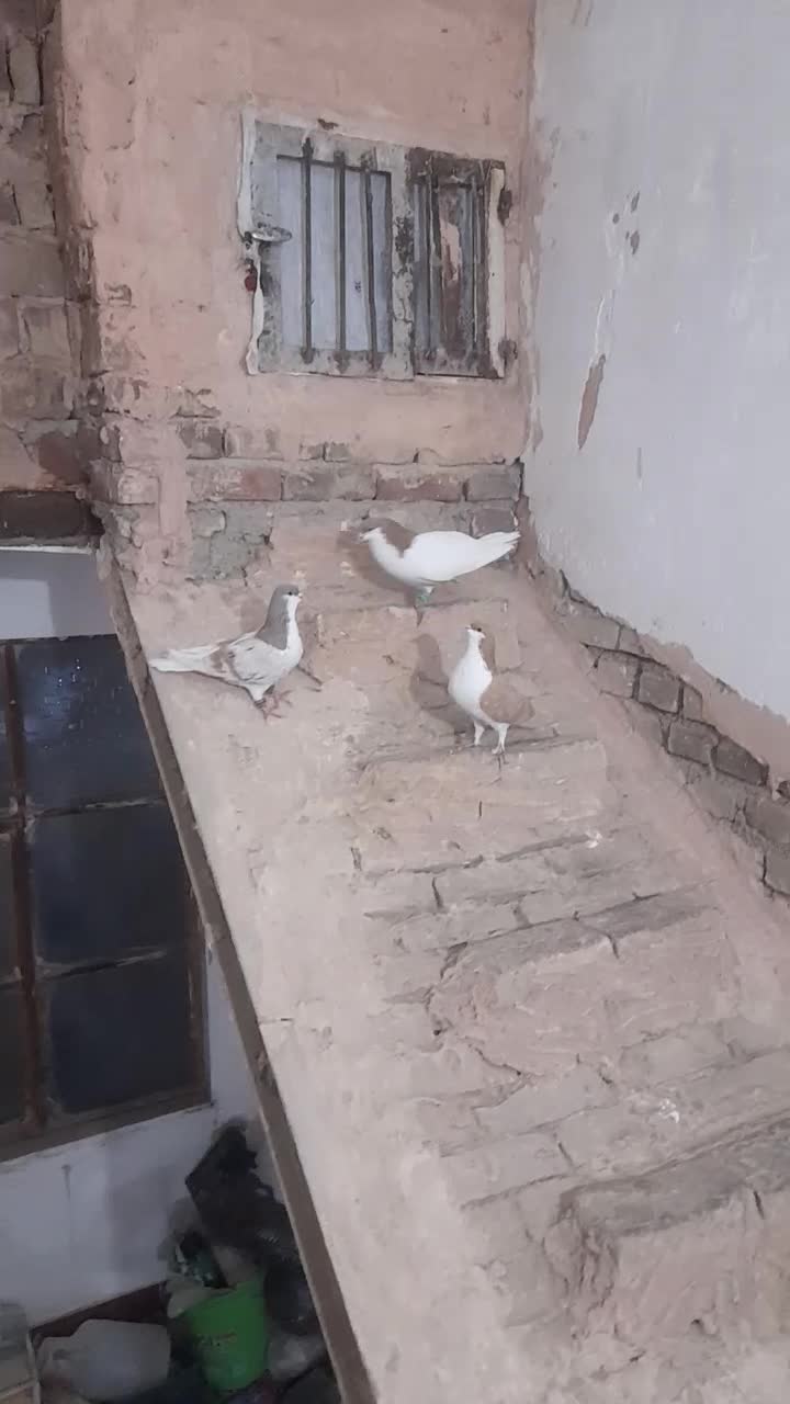 کبوتر|پرنده|سبزوار, مدرس|دیوار