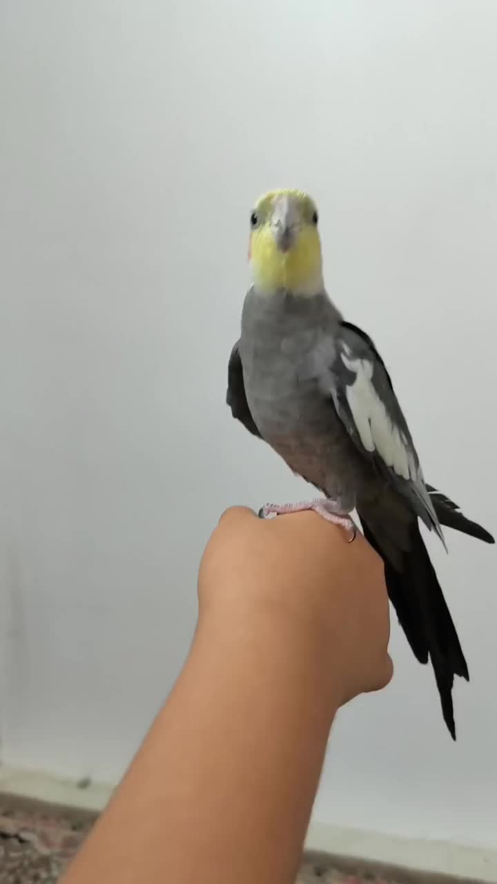 مرغ عروس عروس هلندی نر|پرنده|آران و بیدگل, |دیوار