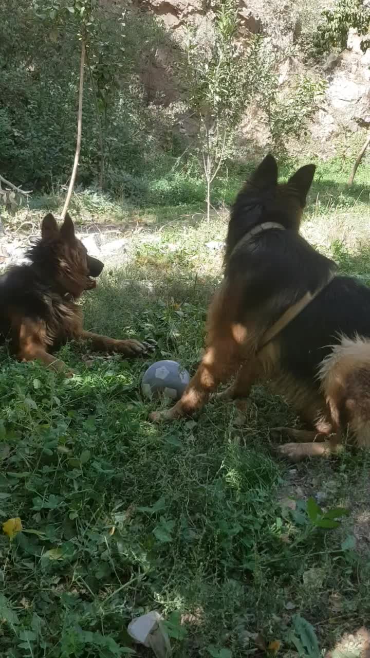 واگزاری سگ ژرمن شیپرد|سگ|فشم, |دیوار