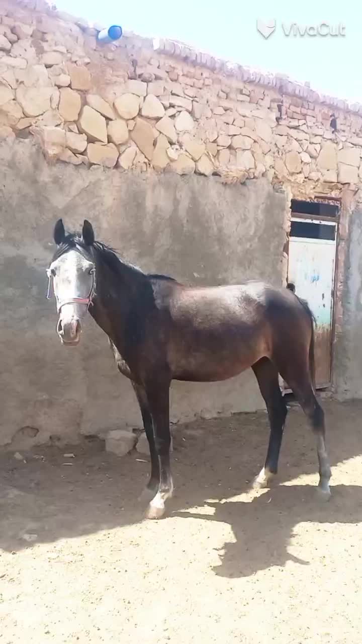 اسب|اسب و تجهیزات اسب‌سواری|شیبکوه (فارس), |دیوار