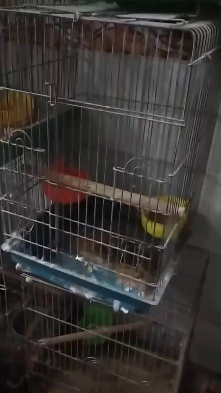 قفس پرنده انواع مدل کاسکوی .وساده|لوازم جانبی حیوانات|مشهد, خواجه ربیع|دیوار