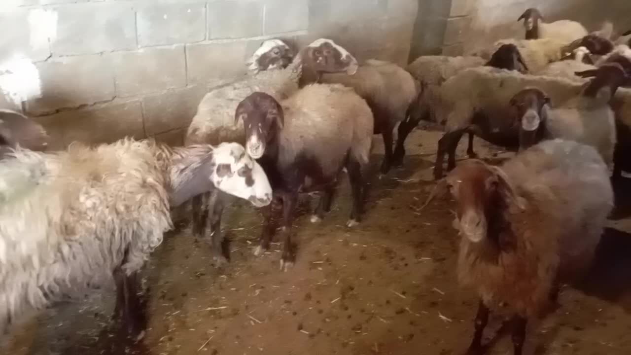 22 راس میش و بره درجه یک مالچه|حیوانات مزرعه|دینور, |دیوار