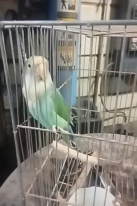 طوطی برزیلی ماده|پرنده|کرج, عظیمیه|دیوار