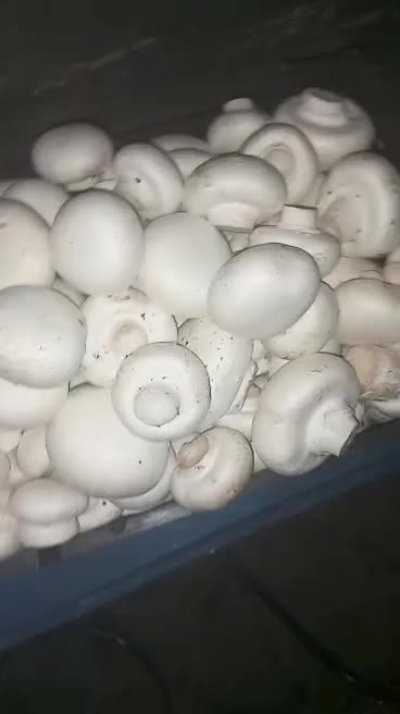 قارچ تازه|خوردنی و آشامیدنی|سرپل ذهاب, |دیوار