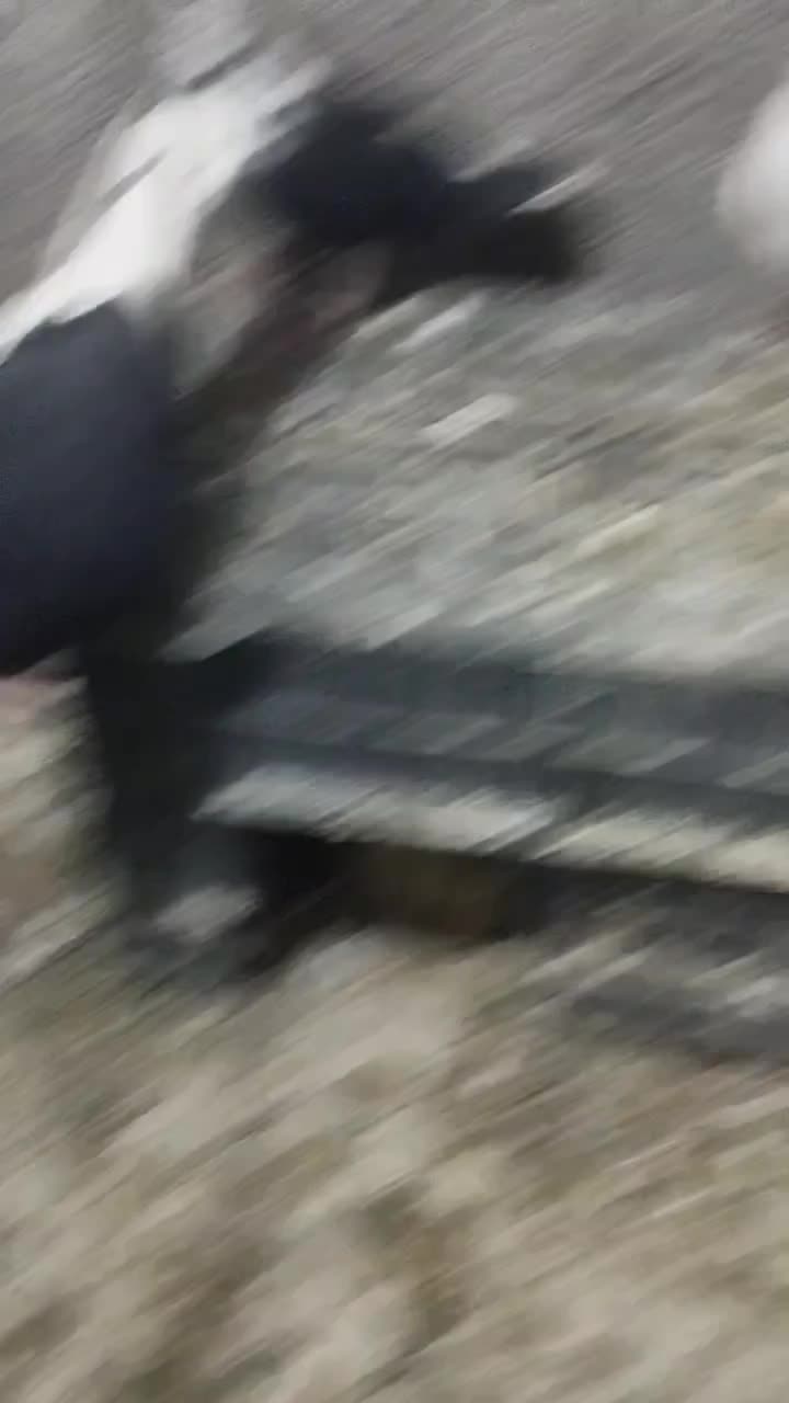 4تا ماده چپ وساده افشون|پرنده|تربت‌حیدریه, حاجی یار‎|دیوار