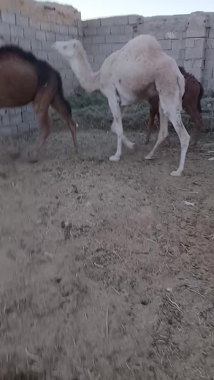 شتر ماده سفید|حیوانات مزرعه|خاش, |دیوار