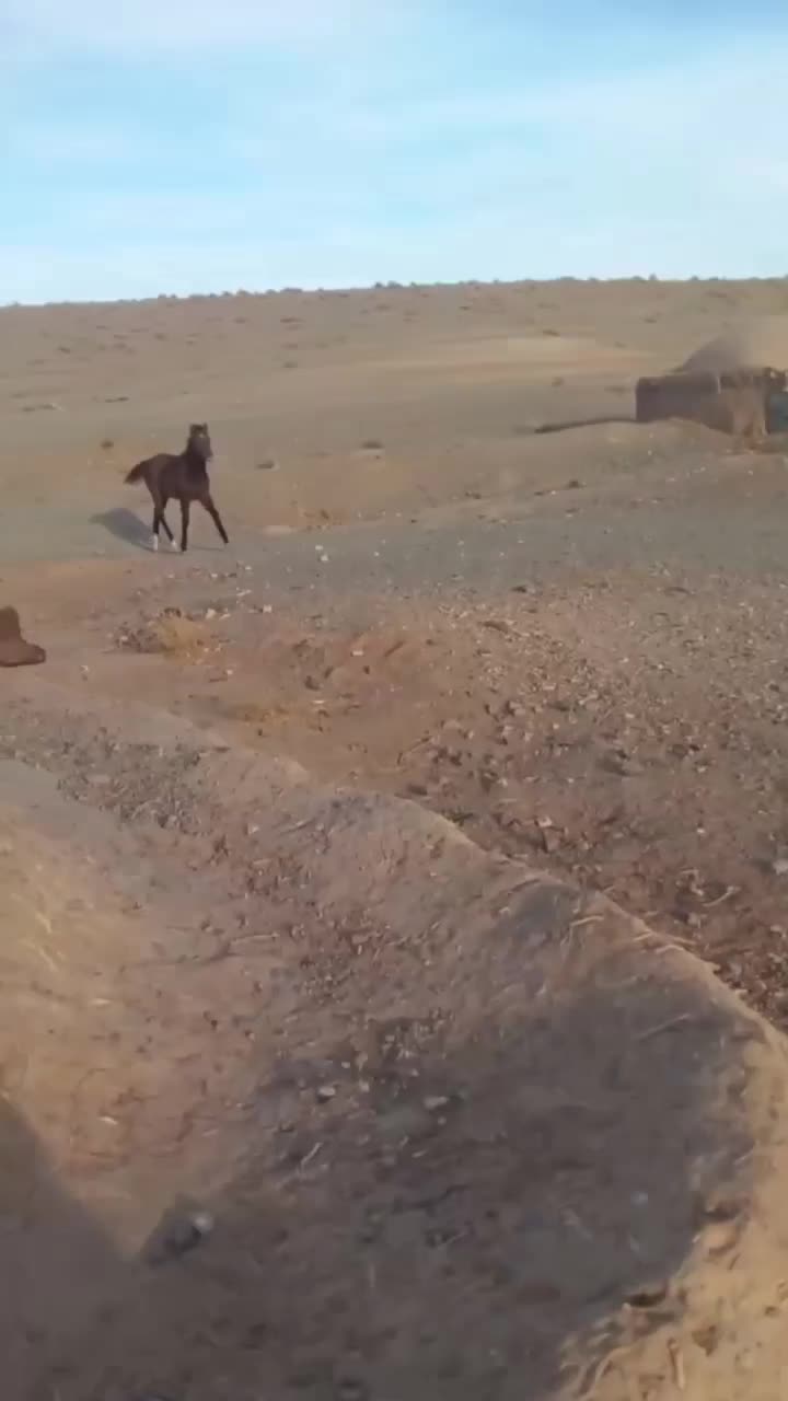 کره ۵ماهه مادیون|اسب و تجهیزات اسبسواری|تربت جام, میان جام|دیوار