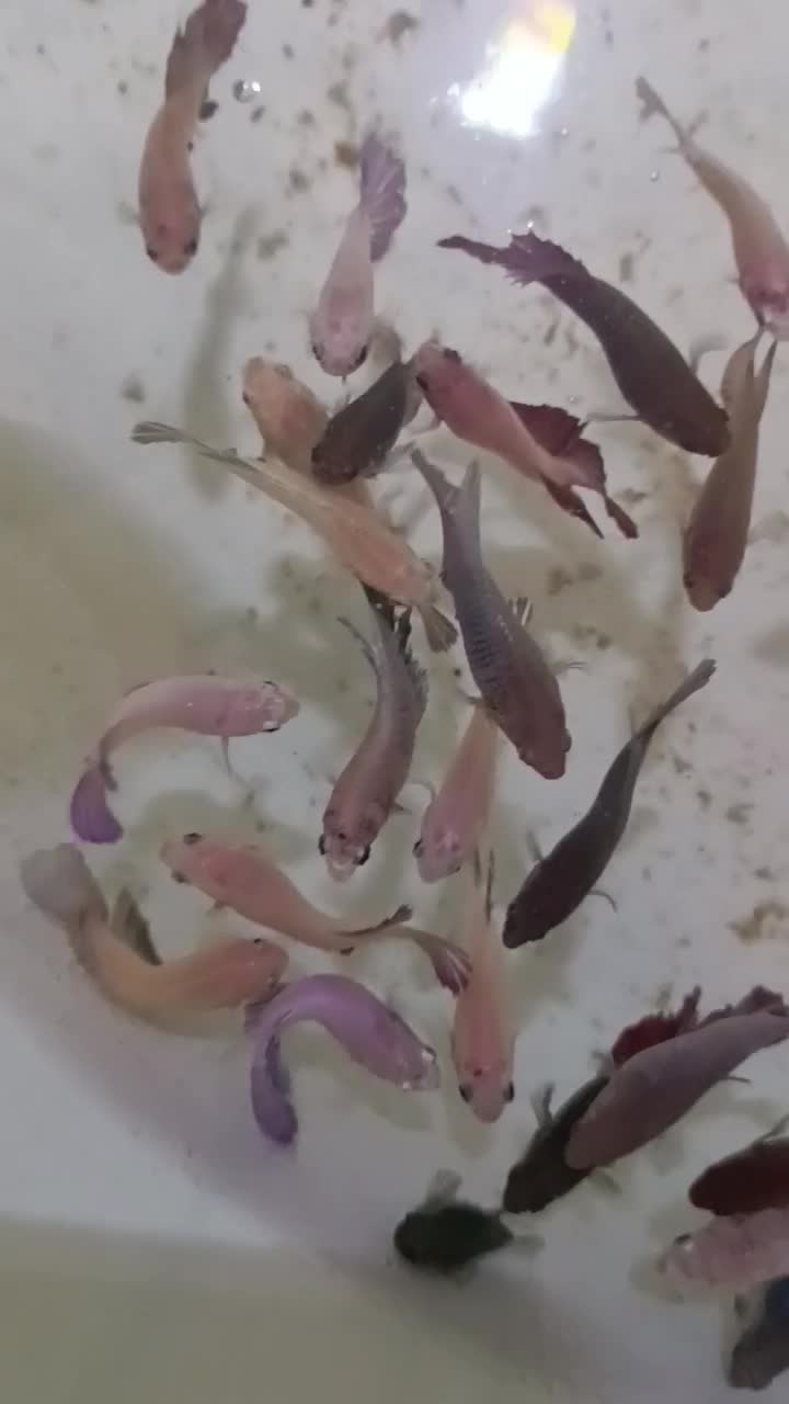 فایتر ماده تکی و عمده همه رنگ|ماهی|شیراز, بالا کفت|دیوار