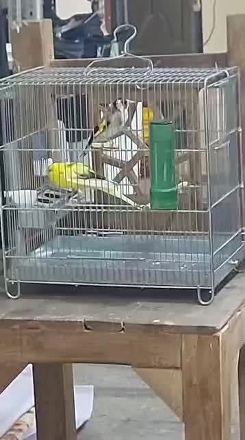 پرنده سهره|پرنده|ری, شهادت|دیوار