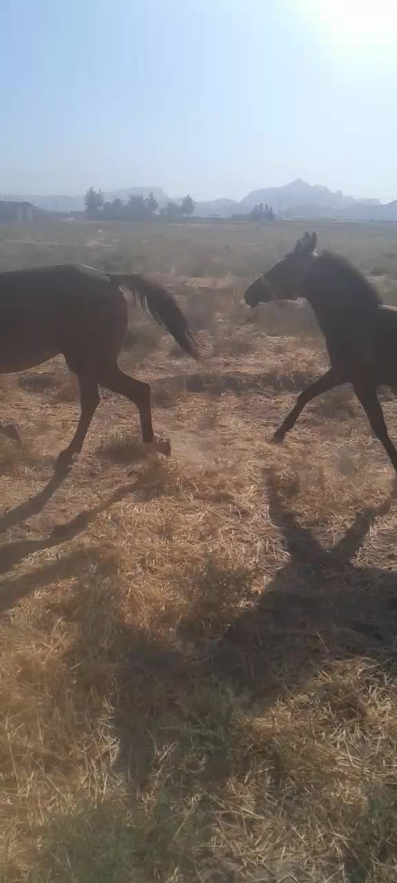 کره مادیون نوه تاراج۲۰۰۰۰۰۰۰۲|اسب و تجهیزات اسبسواری|اصفهان, فرودگاه شهید بهشتی|دیوار