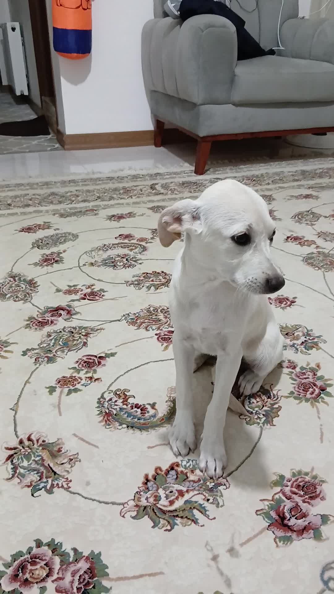 سگ پاکوتاه رایگان|سگ|علیآباد کتول, |دیوار