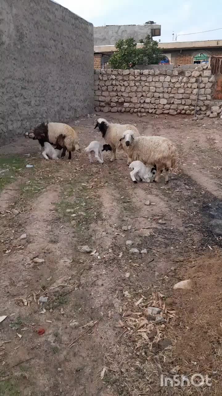 ۲عددمیش خشک جوان سنگین وزن تمام پروارفروشن|حیوانات مزرعه|دهلران, |دیوار