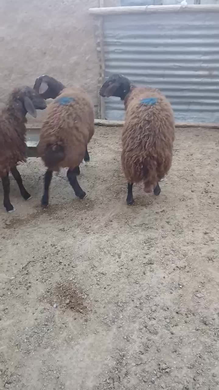 برهای ماده جنس افشاری زیر قوچی|حیوانات مزرعه|مراوه, |دیوار