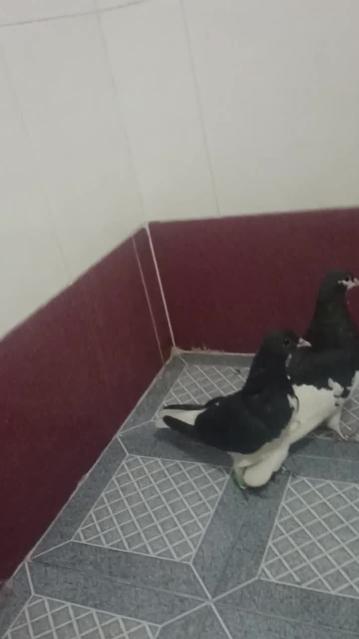 کبوتر شهری|پرنده|شیراز, شهرک مهرگان|دیوار