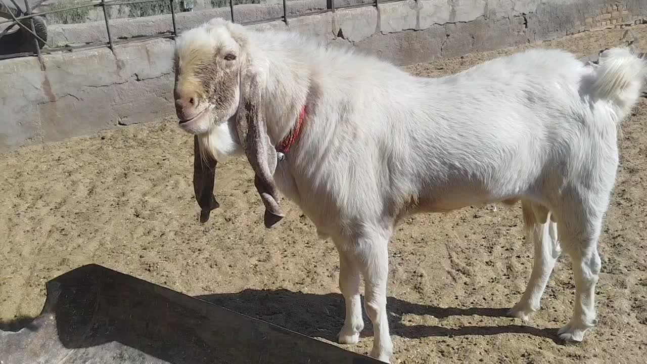 یک راس نری|حیوانات مزرعه|شهر بابک, |دیوار