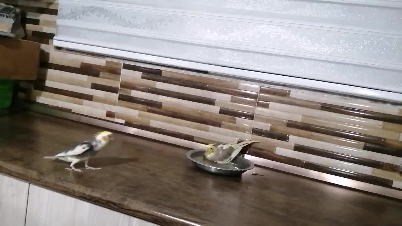 جوجه عروس هلندی تقریبا دوماهه به فروش میرسه|پرنده|سبزوار, شهرک اندیشه|دیوار