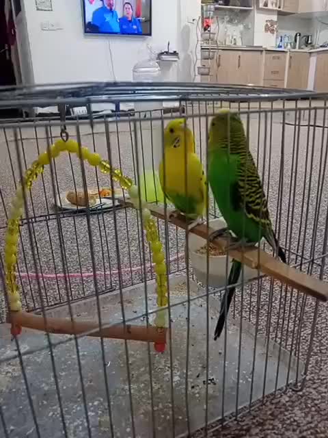 مرغ عشق|پرنده|دهلران, |دیوار